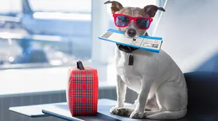 Lanzan un nuevo sistema digital para poder viajar con mascotas al exterior: cómo funciona y cuánto cuesta el trámite