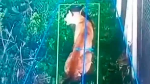 Un puma suelto en un country de Hudson: vecinos en alerta y operativo en marcha