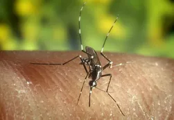 Confirman el tercer caso de Chikungunya en Argentina