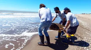 Devuelven al mar una tortuga de 59 kilos