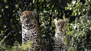 Nació el primer yaguareté silvestre en El Impenetrable chaqueño luego de 35 años sin que se registrara un nacimiento en estado natural