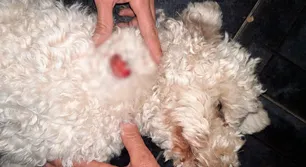 Más de 50 mascotas muertas: vecinos de un pueblo cordobés exigen acción urgente contra perros peligrosos