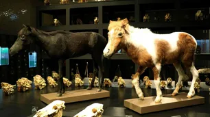 En Tokio exhiben dos caballos que el emperador Akihito recibió de Videla
