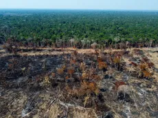 Resolver derechos de propiedad salvaría el Amazonas