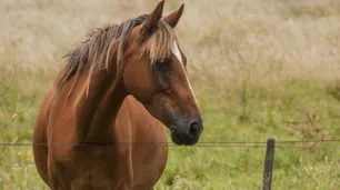 SENASA advirtió por casos positivos de una enfermedad en caballos que puede infectar a los humanos