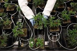 Wall Street espera la votación sobre cannabis en el Congreso de los EE.UU.