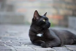 Halloween y gatos negros: razones por las que corren peligro