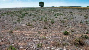 Declararon el fin de la peor sequía en 60 en años, que provocó pérdidas por US$ 20.000 millones