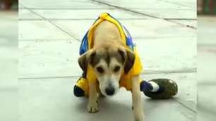 Le robaron la silla de ruedas a un perro discapacitado y su dueña organiza una rifa para comprarle otra
