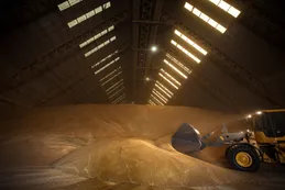 Agricultores argentinos cambiarán maíz por soja tras impuestos