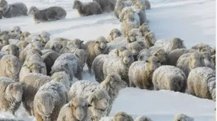 Frío extremo en Santa Cruz: llegaron camiones con alfalfa para tratar de salvar a 700 mil ovejas y 20 mil vacas