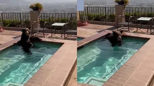 El calor golpea a todos: encontraron a un oso refrescándose en una pileta en California