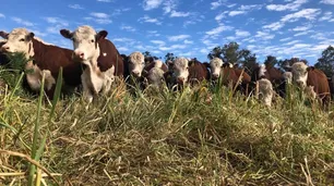 Corrientes se prepara para exponer la mejor genética bovina y equina