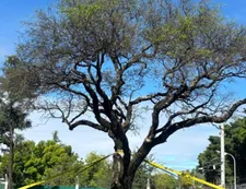 Especialista sobre el quebracho blanco de Villa Allende: "El árbol es extremadamente fuerte, es un caso raro"