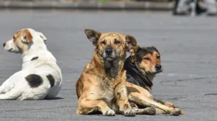 Una ONG de Turquía envió perros callejeros al extranjero para evitar sacrificarlos