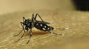 Brote de dengue: el gobierno admitió que existe un aumento "considerable" de casos