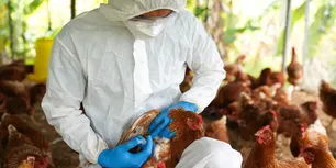 Senasa suspendió las exportaciones avícolas tras confirmar influenza aviar en un establecimiento comercial