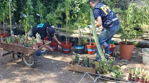 Allanan viveros y secuestran más de 300 cactus alucinógenos