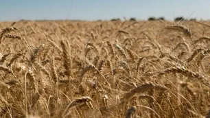 El precio internacional del trigo alcanzó un nuevo récord