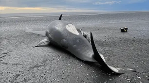 Biólogas del Conicet investigan la aparición de 26 orcas varadas en Tierra del Fuego