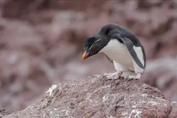 Contaminantes, enfermedades y cambio climático: tres amenazas a la conservación en el océano