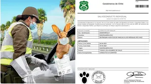 Dan un permiso de circulación especial al Conejo de Pascua