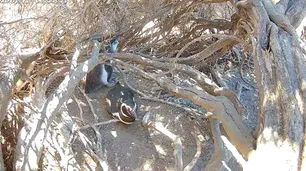 En vivo: mirá a los pingüinos de la Patagonia en el nuevo streaming del Conicet