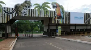 Cerraron el zoológico de Brasilia ante la presencia de casos sospechosos de gripe aviar