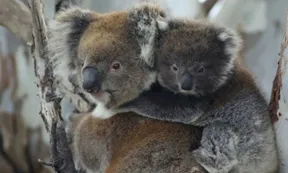 Con francotiradores desde helicópteros, sacrificaron a 750 koalas tras un incendio forestal