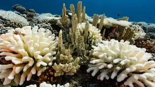 ¿Qué se esconde detrás de los arrecifes de coral blancos?