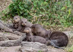 Las nutrias gigantes vuelven al Iberá: hito histórico en la conservación argentina