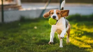 Vacaciones con perros: ¿Cuáles son las recomendaciones?
