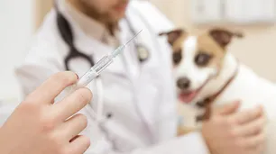 Pico de casos de rabia: cómo evitar y prevenir la enfermedad más letal del mundo
