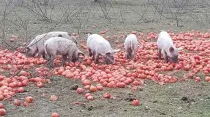 Corrientes: productores alimentan a cerdos y vacas con tomates por los bajos precios que les pagan