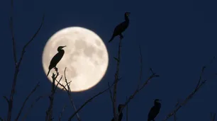 La Luna Fría de diciembre será la última Luna llena "extrema" hasta 2042: cuándo verla y por qué es un fenómeno único