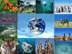 Día Internacional de la Diversidad Biológica: Argentina espera una ley