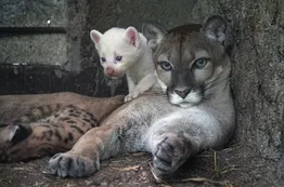 El nacimiento de un cachorro de puma albino revolucionó un zoológico: "Esto no se ve a menudo"