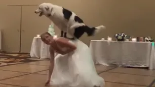 Bailó en su casamiento una coreografía con su perro y se volvió viral