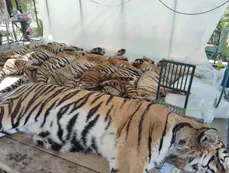 Mueren 72 tigres en una reserva: ¿Cuál es la causa?