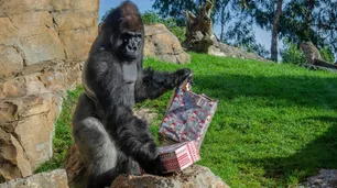 Papá Noel visitó de sorpresa un zoo y dio la vuelta al mundo