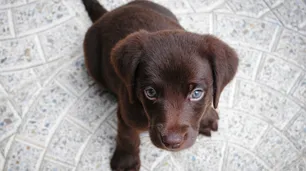Por qué algunos animales son más adorables que otros