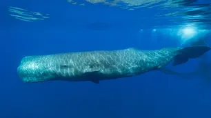 De pobres a millonarios, gracias al tesoro en el vientre de una ballena
