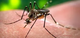 Para que no piquen, cambian el sexo de los mosquitos