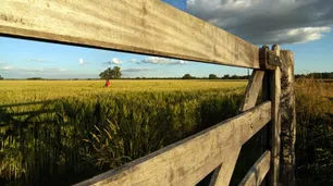 El fenómeno climático "La Niña" reducirá la producción agrícola y el ingreso de dólares