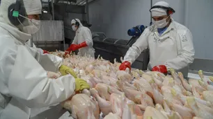 El Reino Unido reabrió su mercado a las exportaciones de carne de pollo argentina