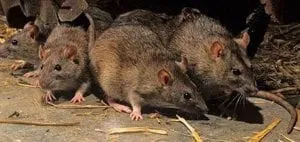 Identifican la cepa andina de hantavirus: se transmite entre humanos y contagió a tres pasajeros del crucero