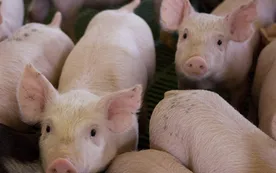 La fiebre porcina se expande en Europa del Este con nuevos brotes
