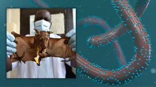 Dos muertes reavivan el miedo al terrible virus de Marburgo, originado en murciélagos