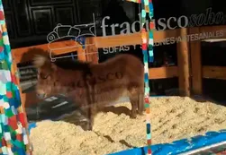 Denuncian a un local de Palermo por poner un pony en su vidriera