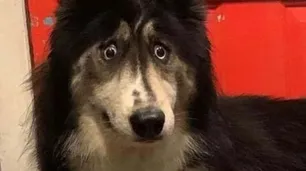 La conmovedora historia de la perra que nadie quería adoptar por su peculiar mirada